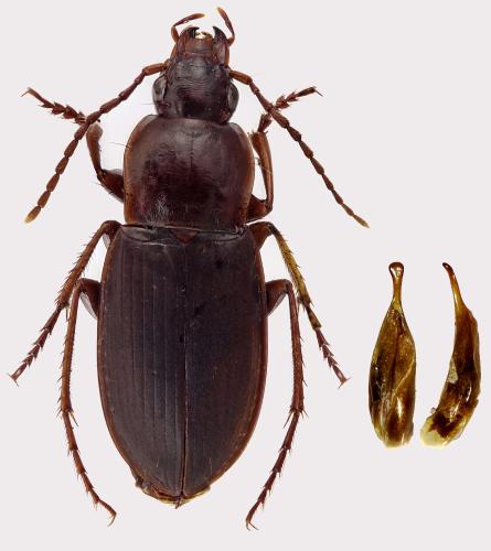 Calathus opacus